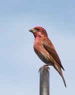 Image of Purple Finch