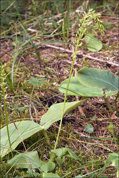 Image of White Adder's Mouth