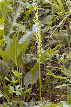 Image of White Adder's Mouth