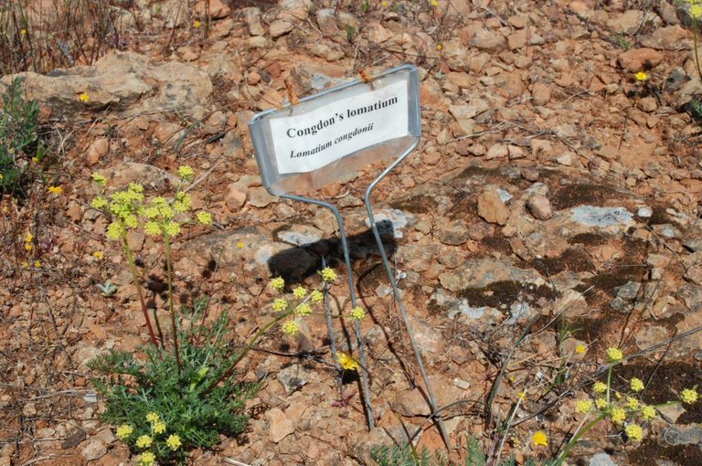 Слика од Lomatium congdonii Coult. & Rose