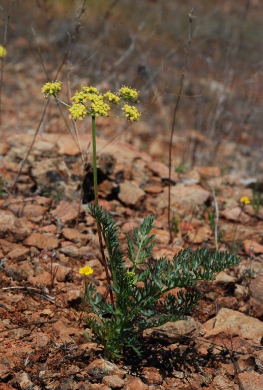 Слика од Lomatium congdonii Coult. & Rose