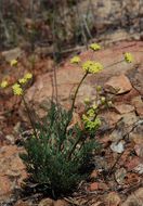 Слика од Lomatium congdonii Coult. & Rose