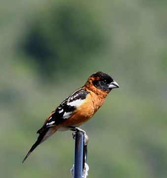 Image of Black-headed Grosbeak