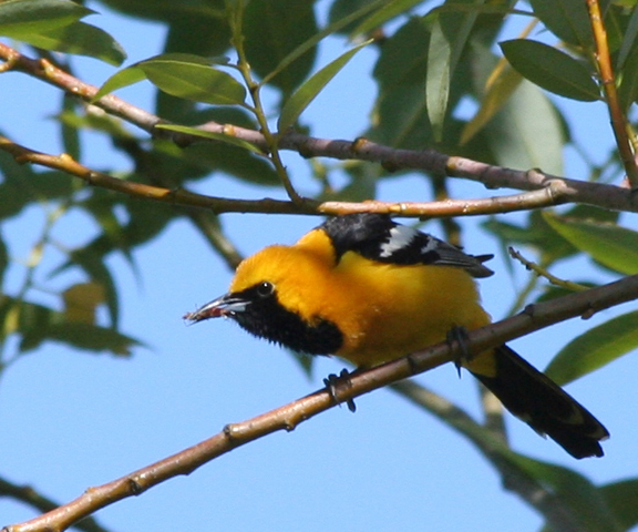 Image of Hooded Oriole