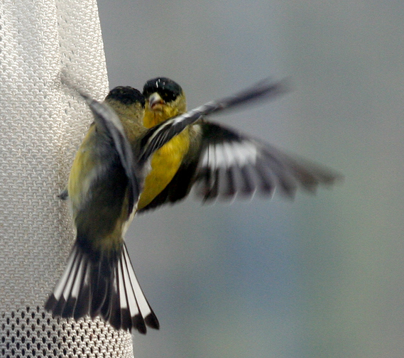 Image of Lesser Goldfinch