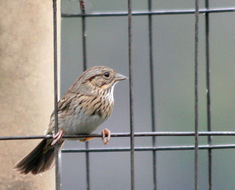 Image of Lincoln's Sparrow