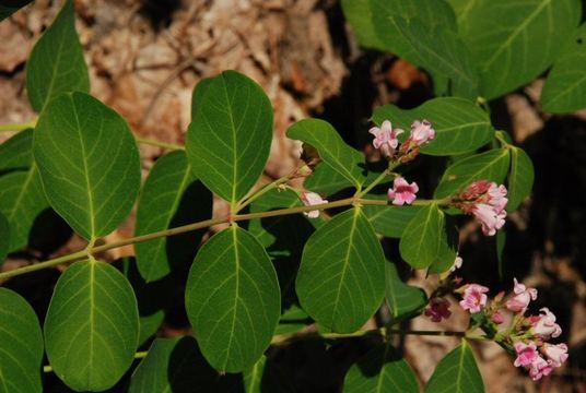 Image of flytrap dogbane