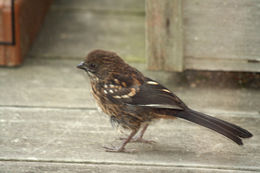 Image of Spotted Towhee