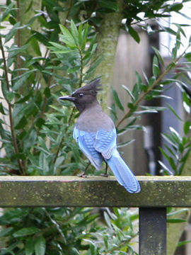 Image of Steller's Jay