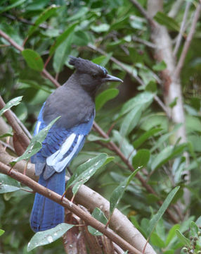 Image of Steller's Jay