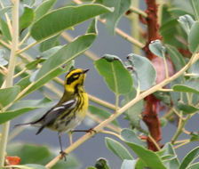Image of Townsend's Warbler