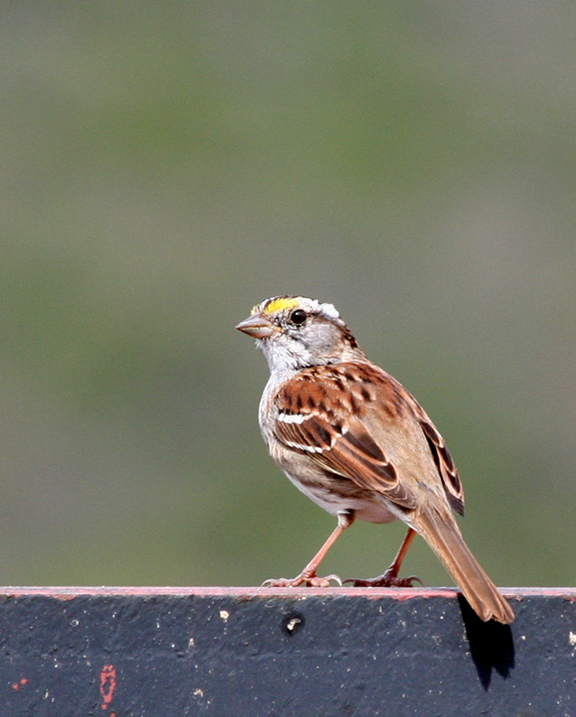 Image of White-throated Sparrow