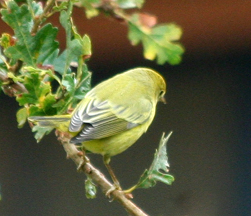 Image of Mangrove Warbler