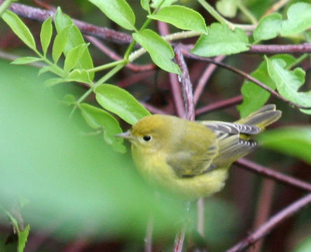 Image of Mangrove Warbler