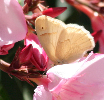 Image of <i>Coenonympha tullia california</i>