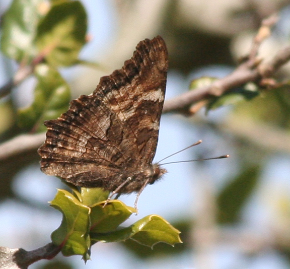 Image of California Tortoiseshell