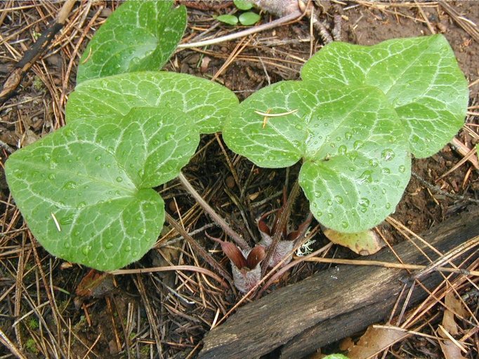 Image de Asarum hartwegii S. Wats.