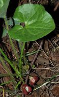 Image de Asarum lemmonii S. Wats.