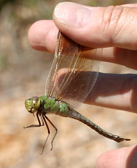 Image of Common Green Darner