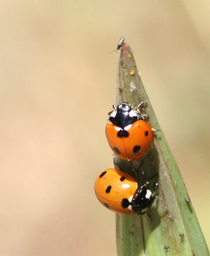 Image of 7-spot ladybird