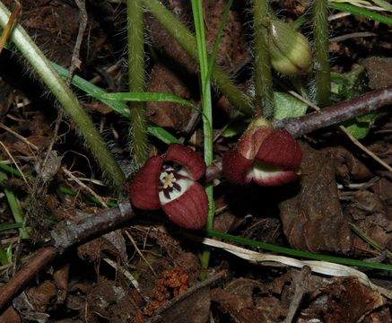 Image de Asarum lemmonii S. Wats.