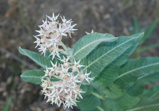 Слика од Asclepias speciosa Torr.