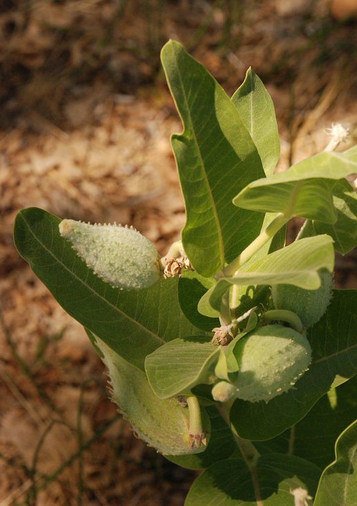 Image of showy milkweed