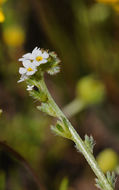 Image of finebranched popcornflower