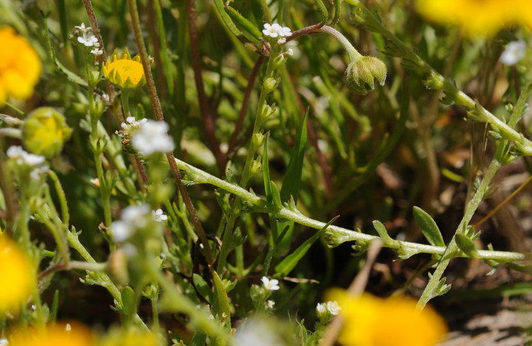 Image of finebranched popcornflower