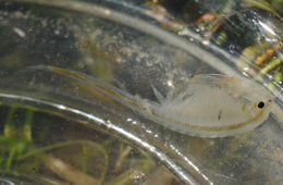 Image of Conservancy Fairy Shrimp