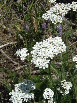 Image of yarrow, milfoil