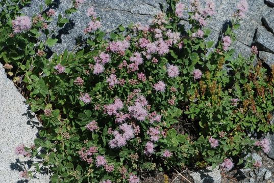 Image of western snakeroot