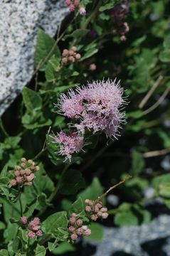 Image of western snakeroot