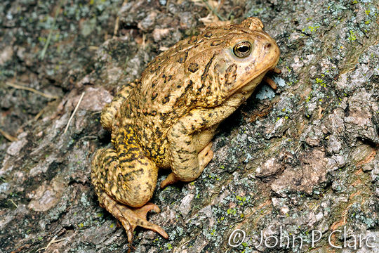 Image of <i>Anaxyrus woodhousii australis</i>