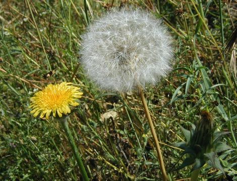 Image of bigflower agoseris