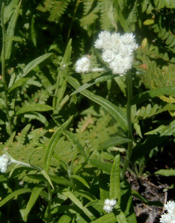 Image of Pearly Everlasting