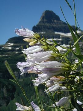 Image of <i>Penstemon lyallii</i>