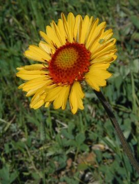 Image of Common perennial gaillardia