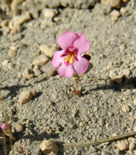 Image of <i>Mimulus cusickii</i>