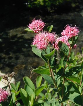 Image of <i>Spiraea densiflora</i>