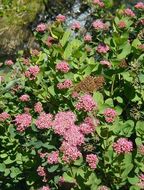 Image of <i>Spiraea densiflora</i>