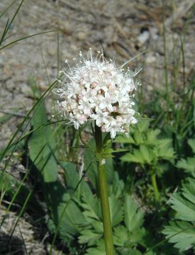 Sivun Valeriana sitchensis Bong. kuva