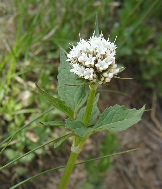 Image of Mountain Heliotrope