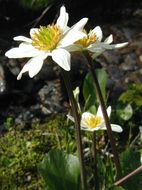 Image of white marsh marigold