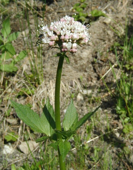 Image of Mountain Heliotrope