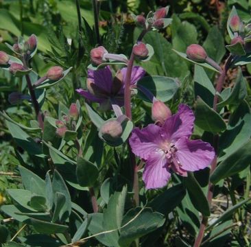 Imagem de Epilobium latifolium L.