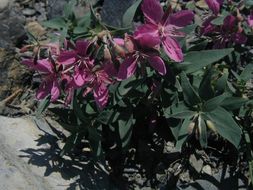 Image de Epilobium latifolium L.