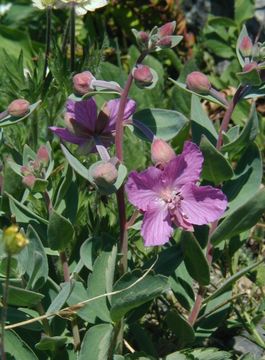 Image de Epilobium latifolium L.