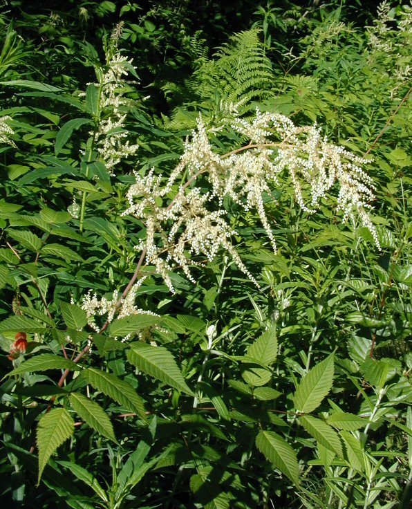 Aruncus dioicus var. acuminatus (Rydb.) Rydb. ex H. Hara的圖片