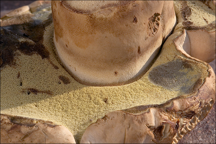 Imagem de <i>Boletus albidus</i>